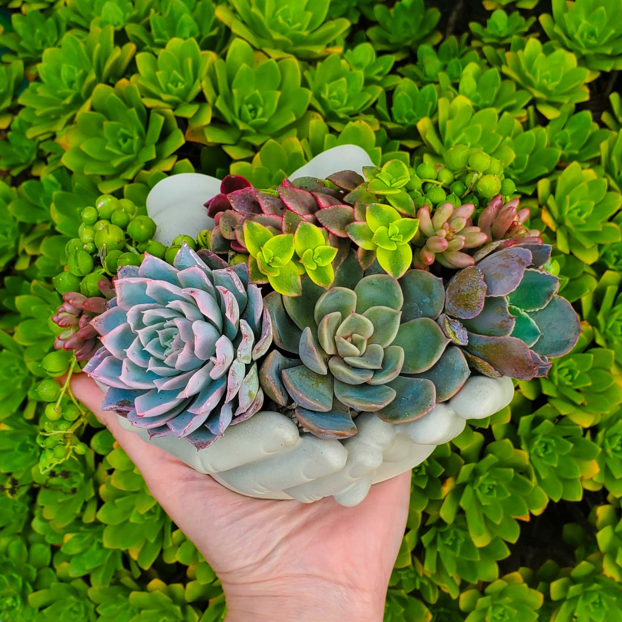 nearly natural succulent garden with concrete planter Cupped Hands Cement Planter Succulent Arrangement