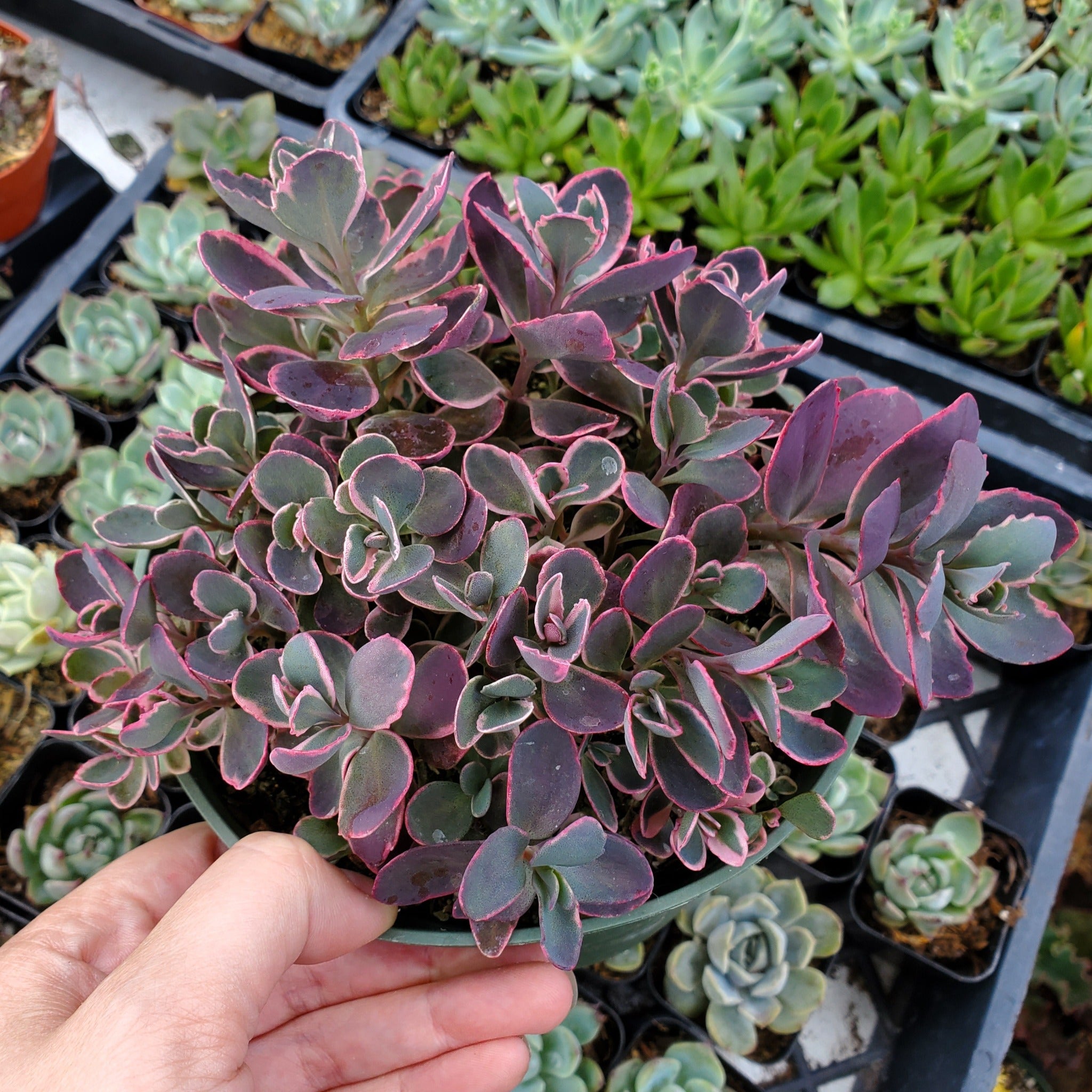 sunsparkler succulent Sedum Sunsparkler 'Dream Dazzler'