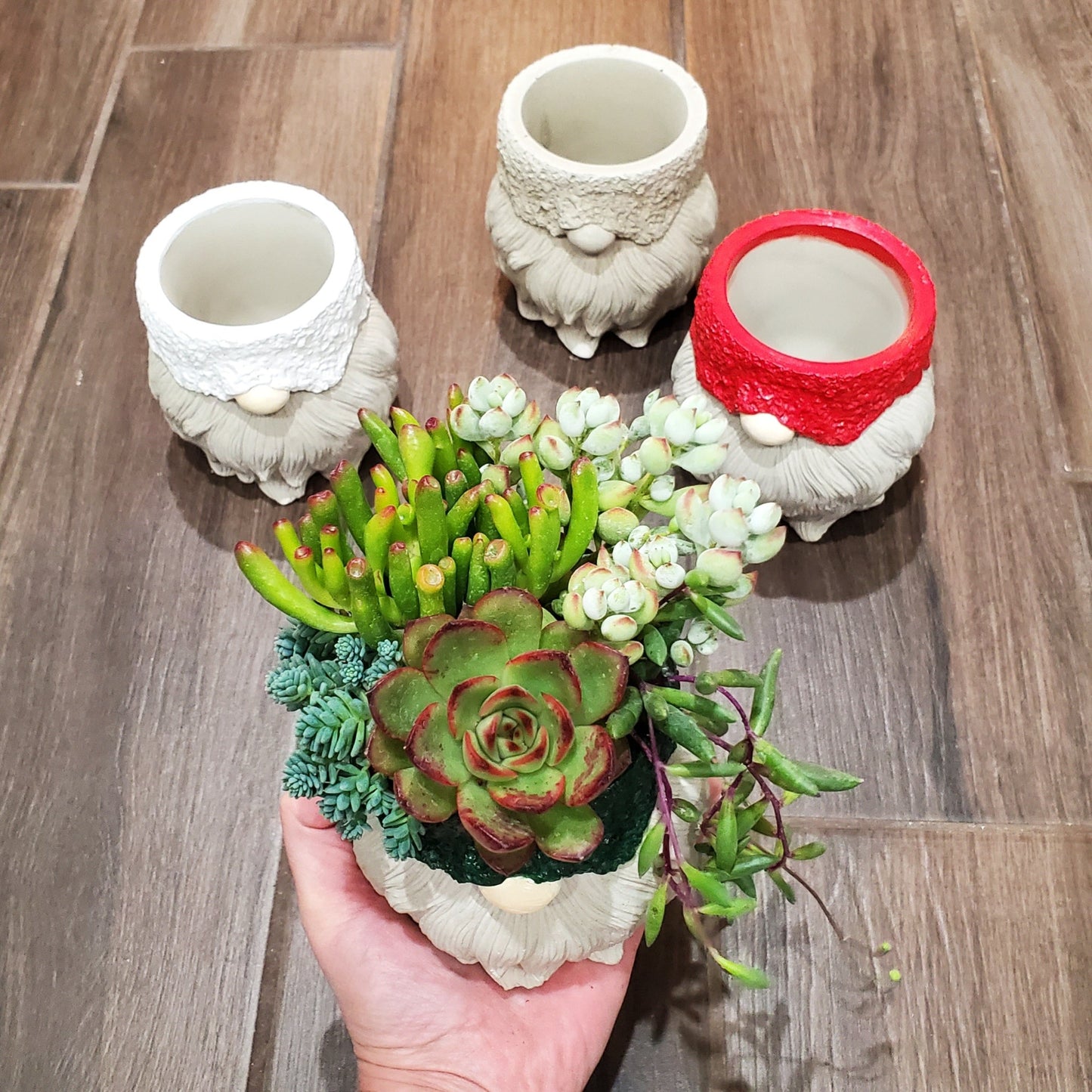 Succulent Gnome Arrangement