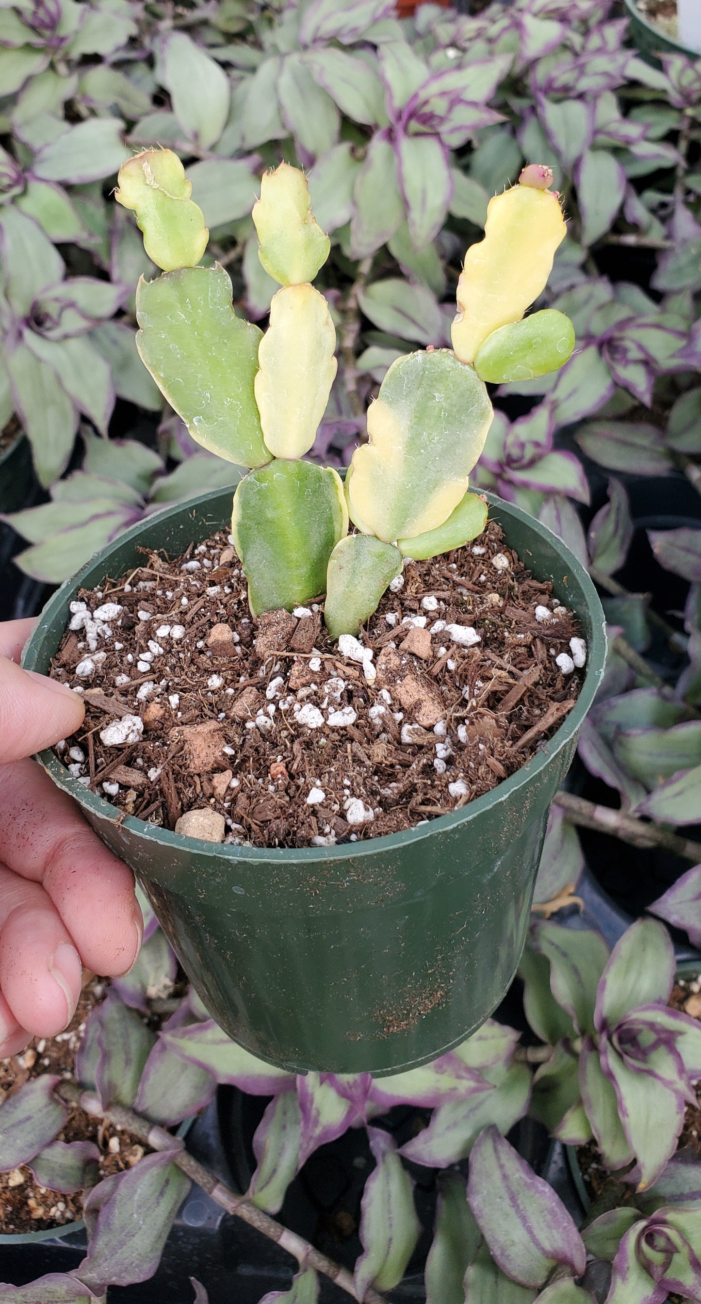Variegated Schlumbergera 'Variegated Christmas Cactus'