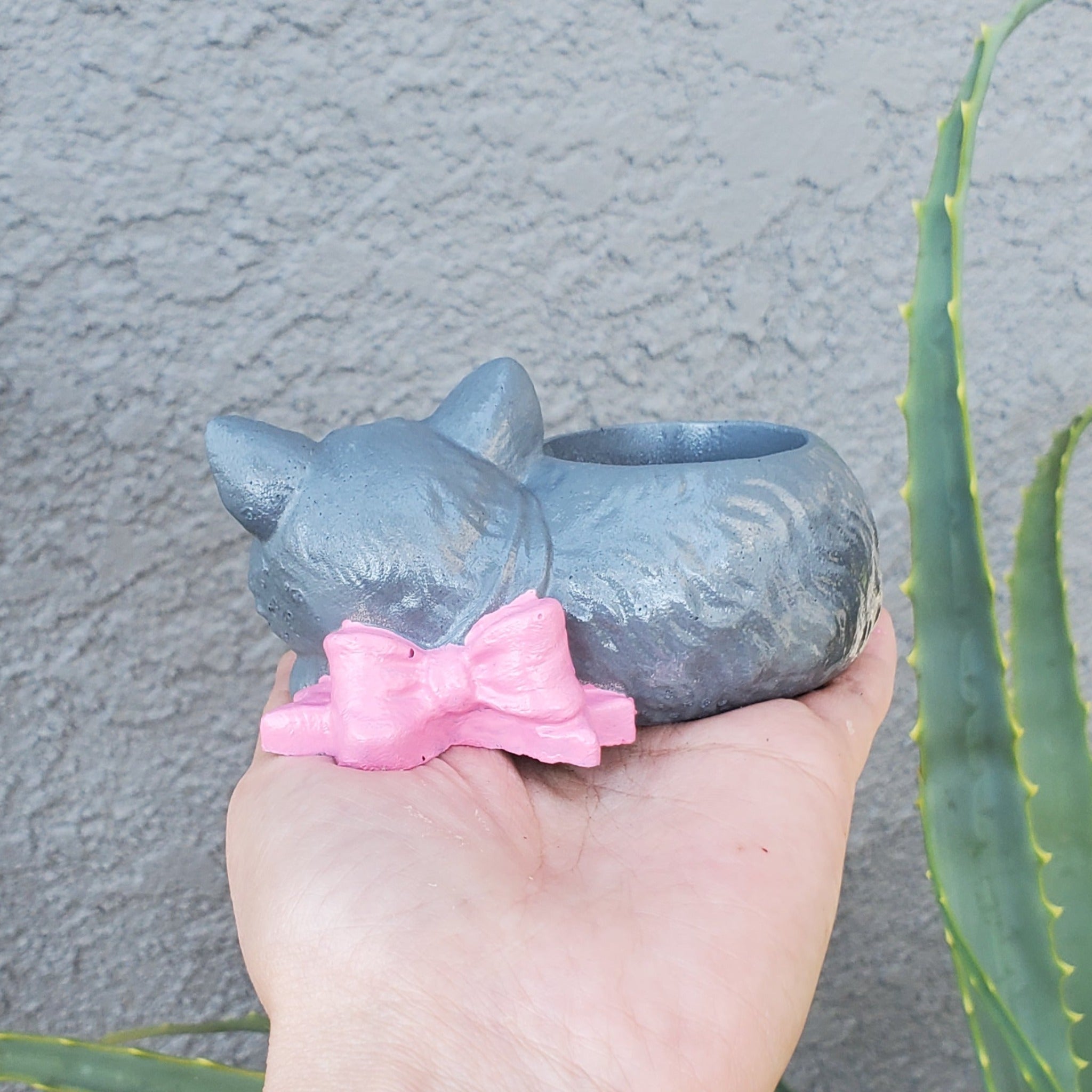cat and kitten succulent Sempervivum 'Borealis Succulent Kitten Arrangement