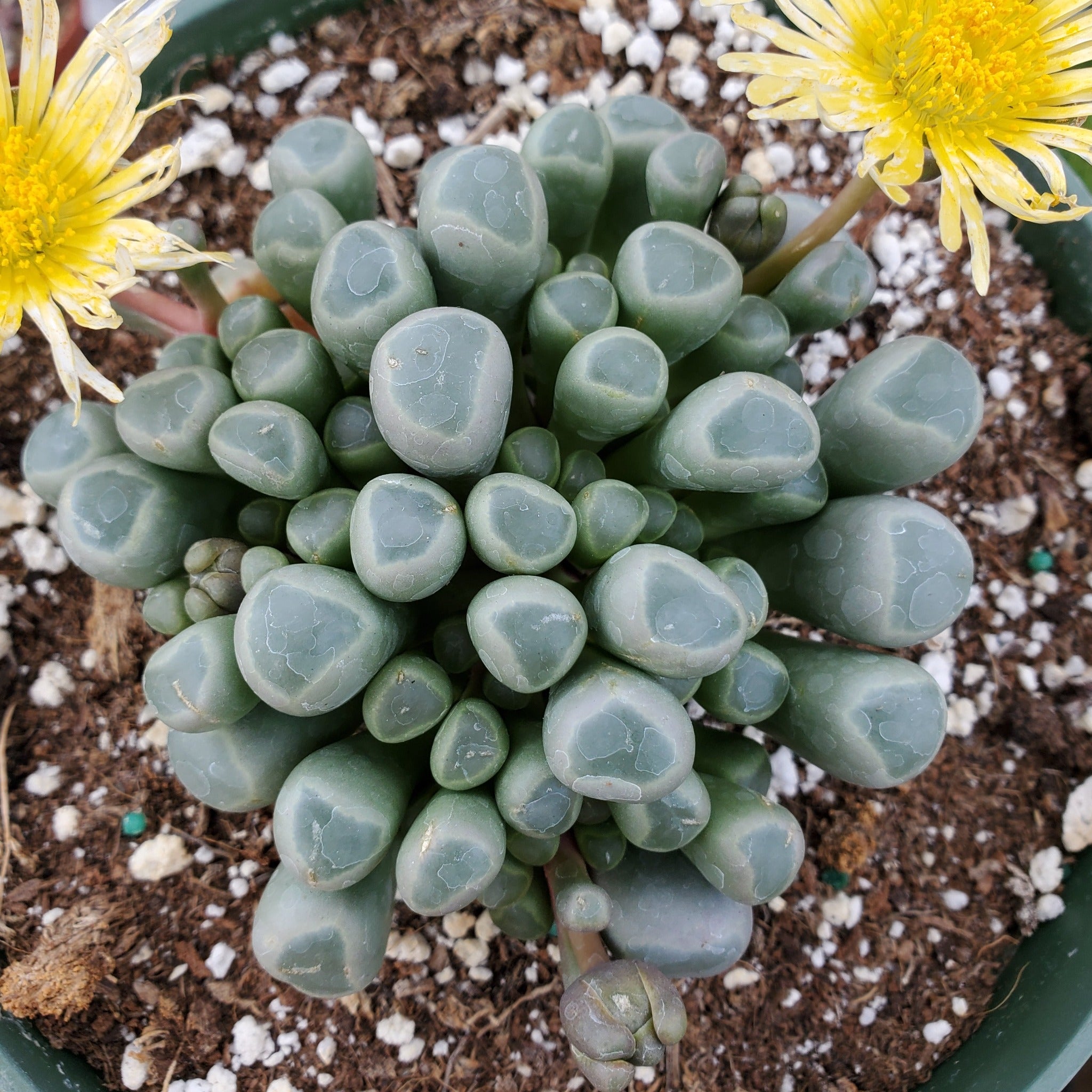 baby toe succulent Fenestraria rhopalophylla 'Baby Toes'