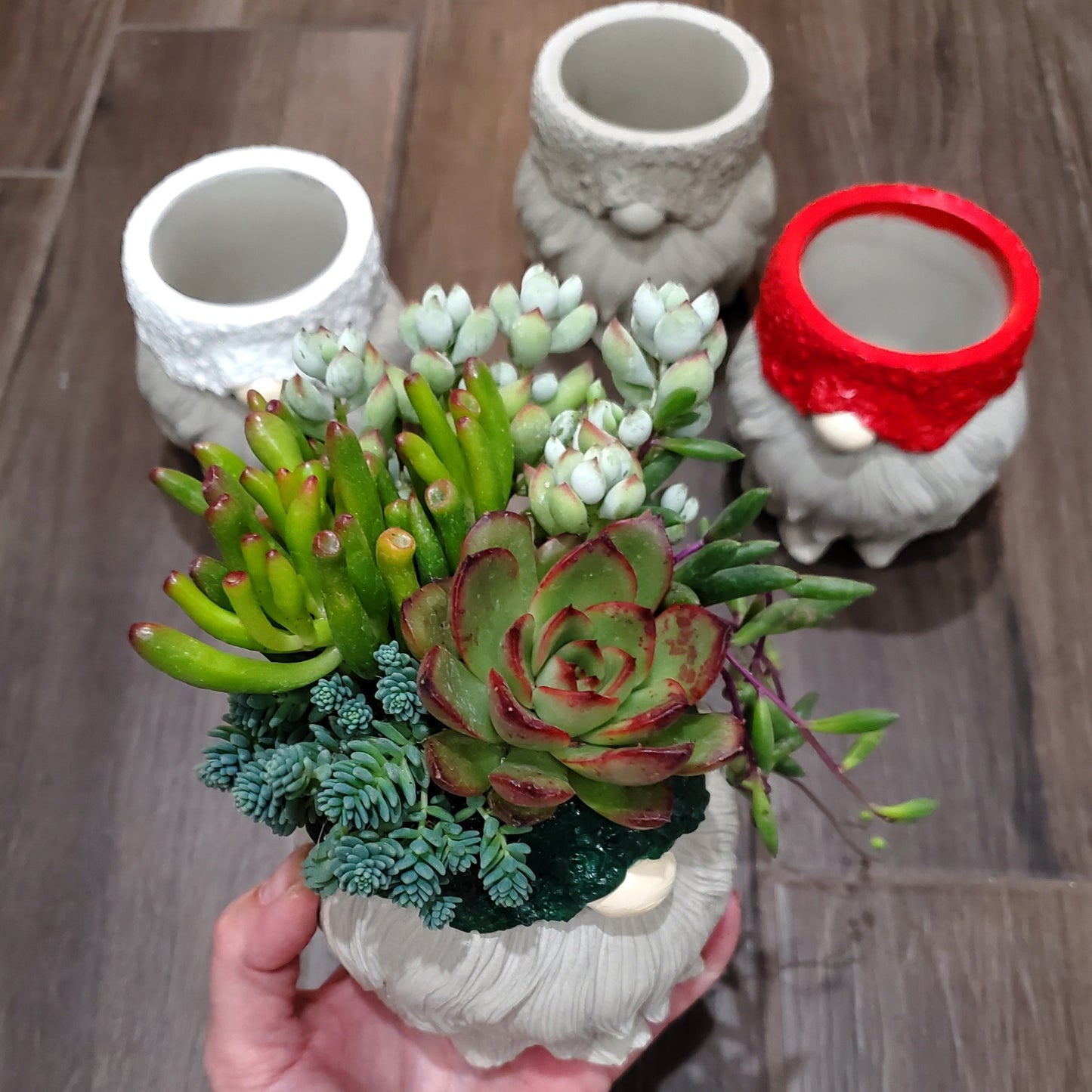 Succulent Gnome Arrangement