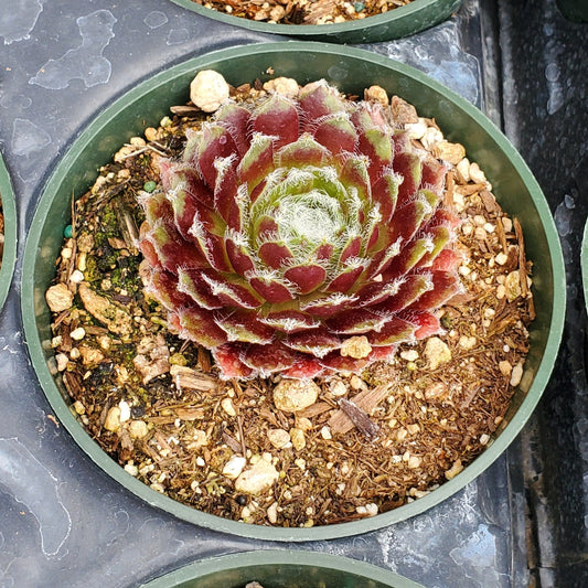 Sempervivum