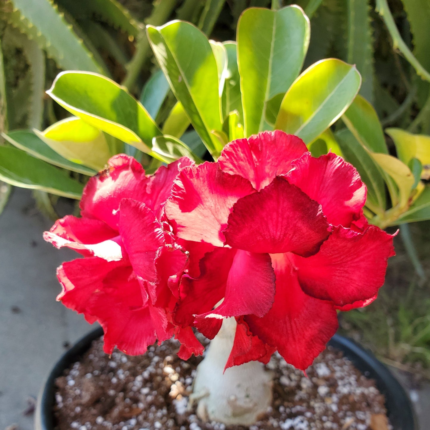 Adenium obesum (Red Flower) 'Desert Rose'