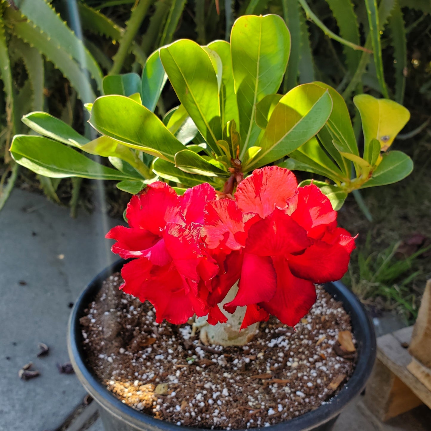 Adenium obesum (Red Flower) 'Desert Rose'