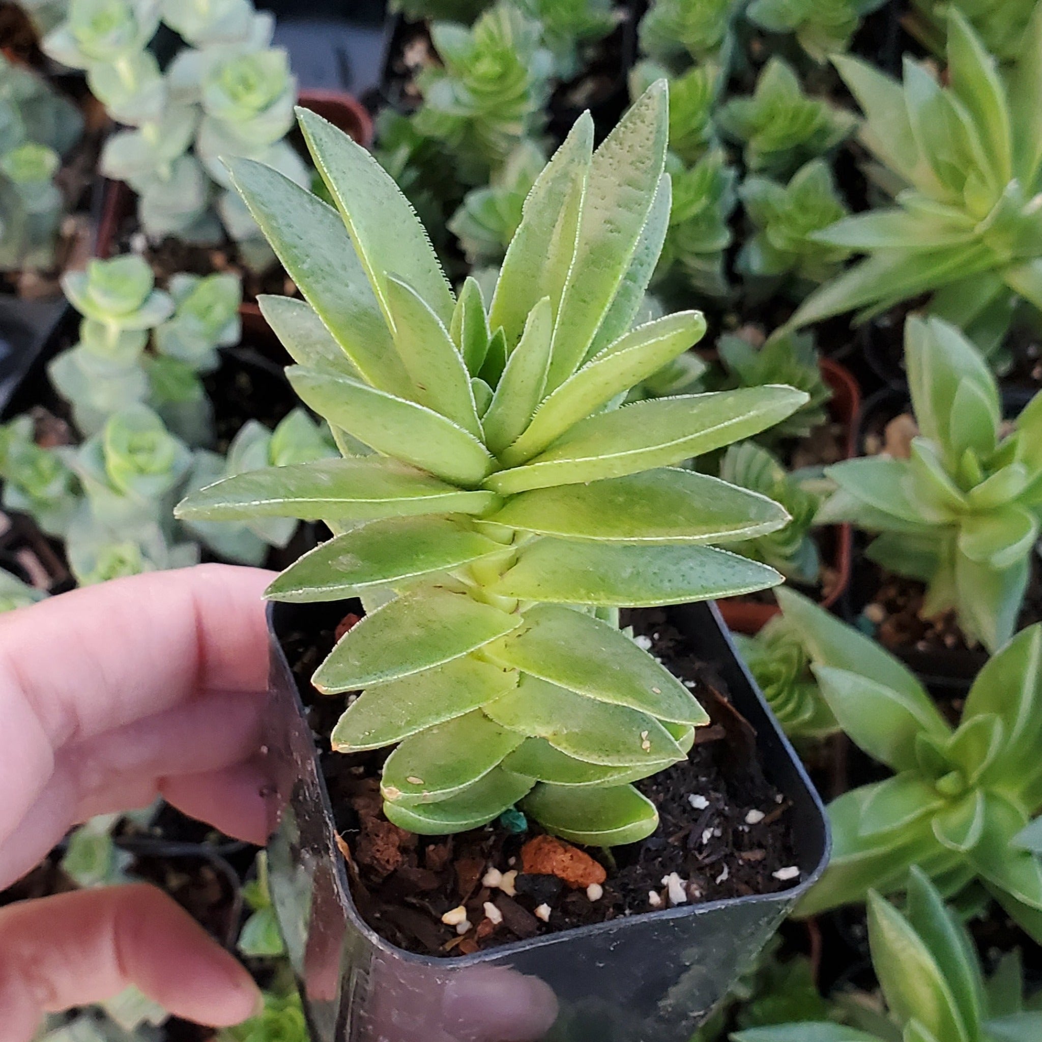 shark tooth succulent care Crassula corymbulosa 'Shark's Tooth'