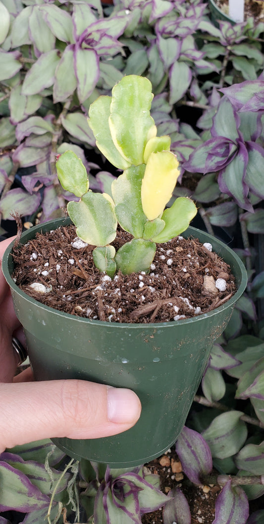 Variegated Schlumbergera 'Variegated Christmas Cactus'