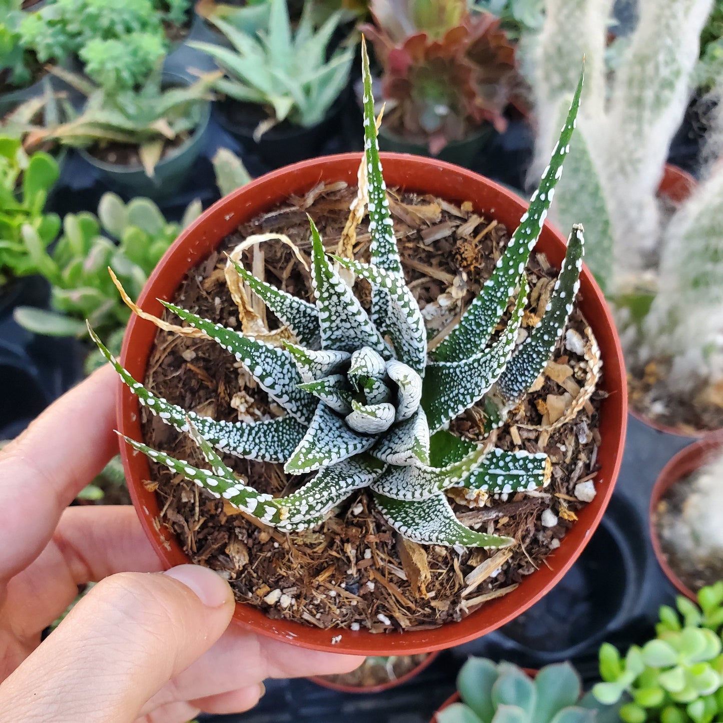 zebra plant succulent Haworthia fasciata 'Zebra Plant'