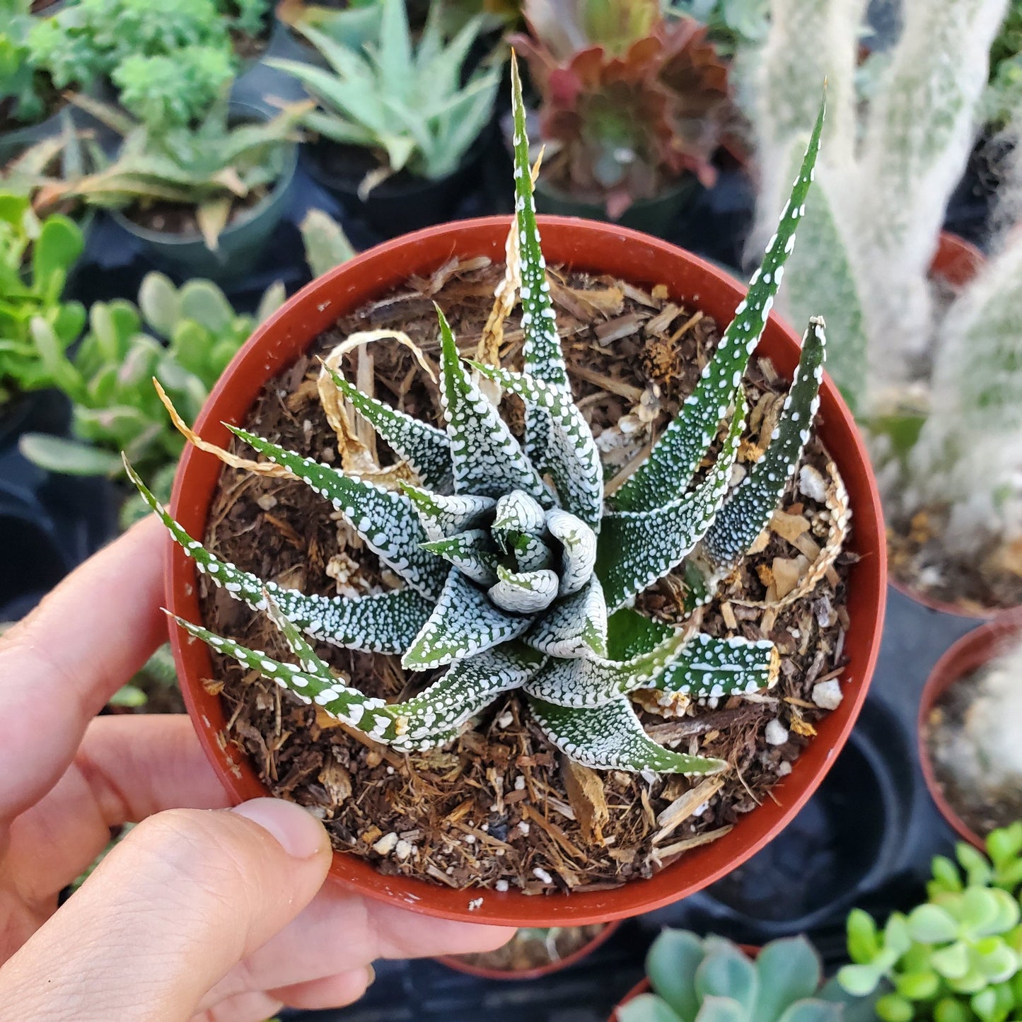 Haworthia fasciata 'Zebra Plant'