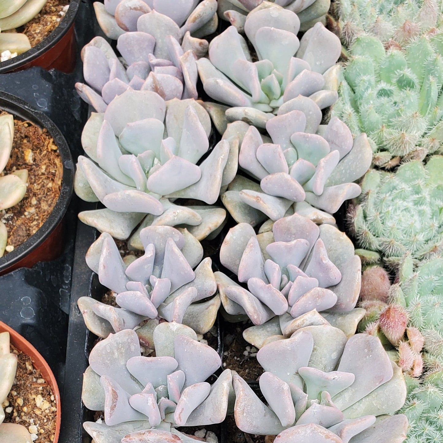 Echeveria 'Cubic Frost' PP27527