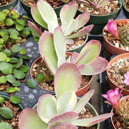 Kalanchoe luciae 'Paddle Plant'