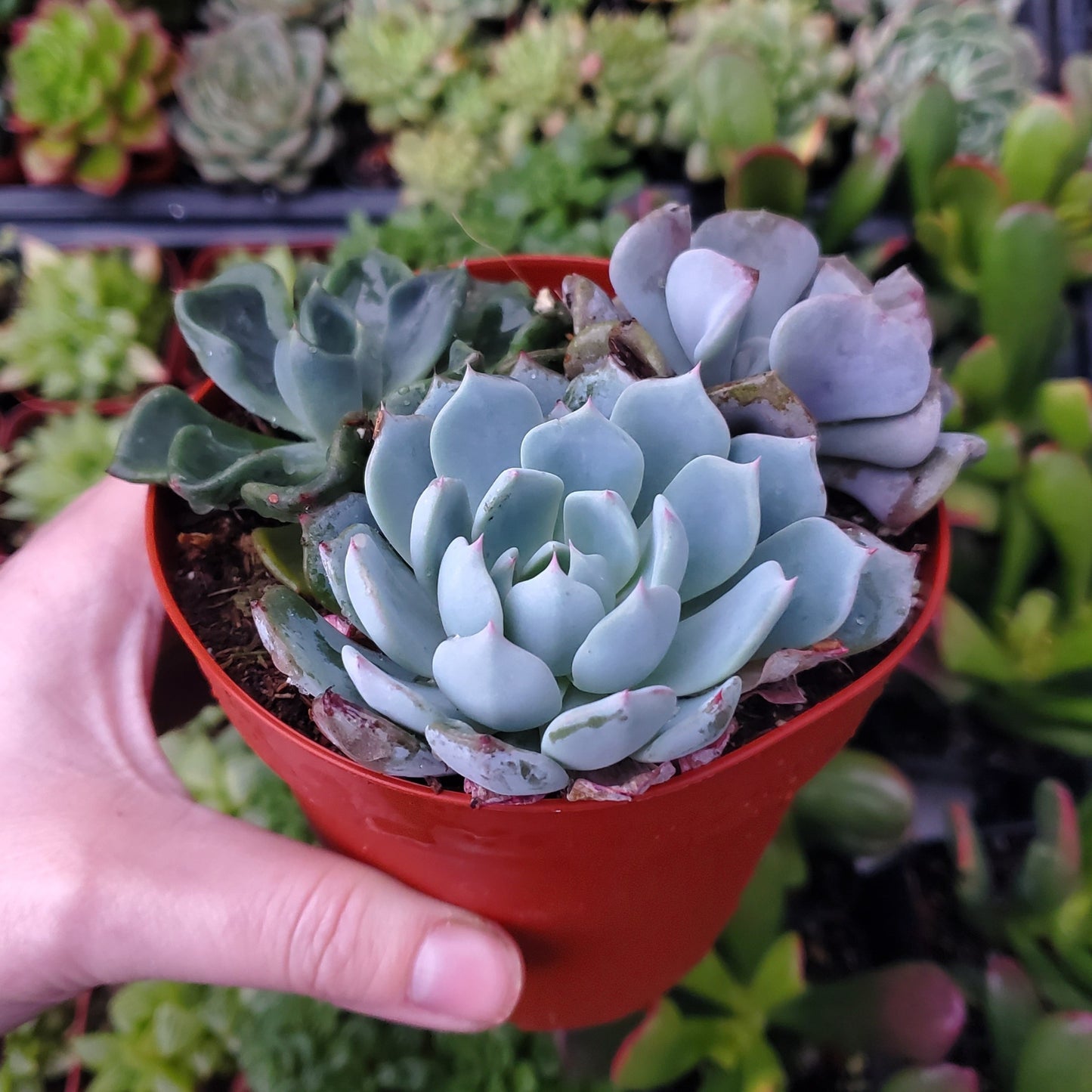 Echeveria Mix (Blue, Green & Purple)