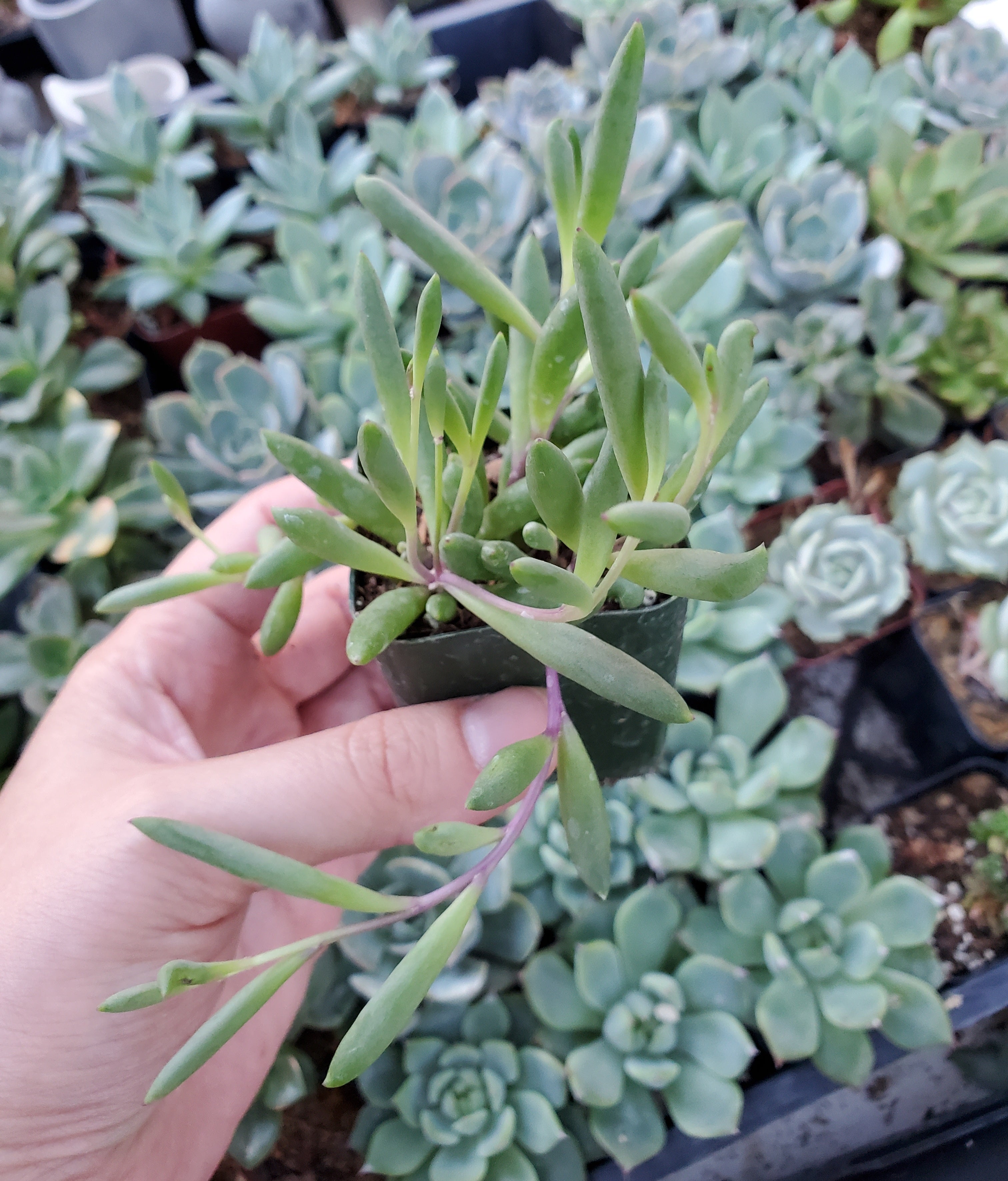 long thin succulent plant Othonna capensis 'Ruby Necklace'