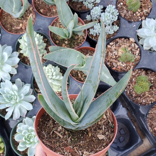 Aloe striata 'Coral Aloe'