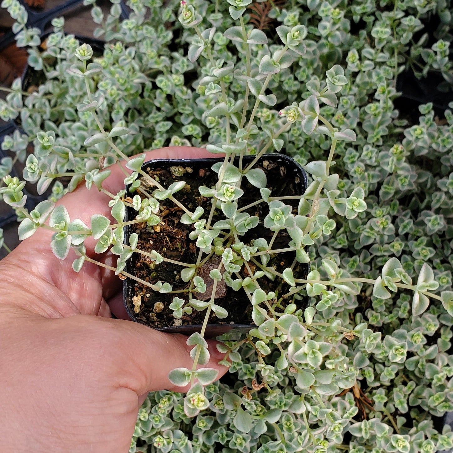 Crassula 'Little Missy'