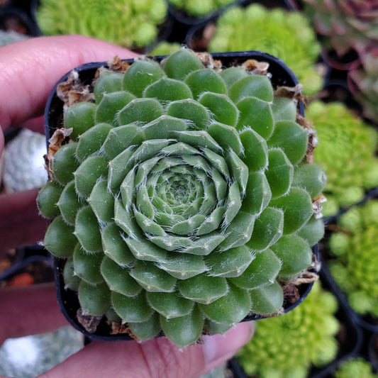 Sempervivum arachnoideum Sp.