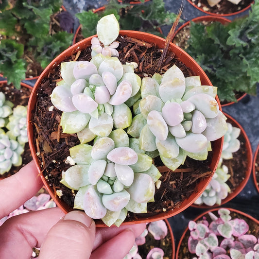 Sedeveria 'Lilac Mist' PP29643