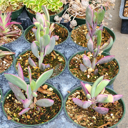 Variegated Lavendar Steps