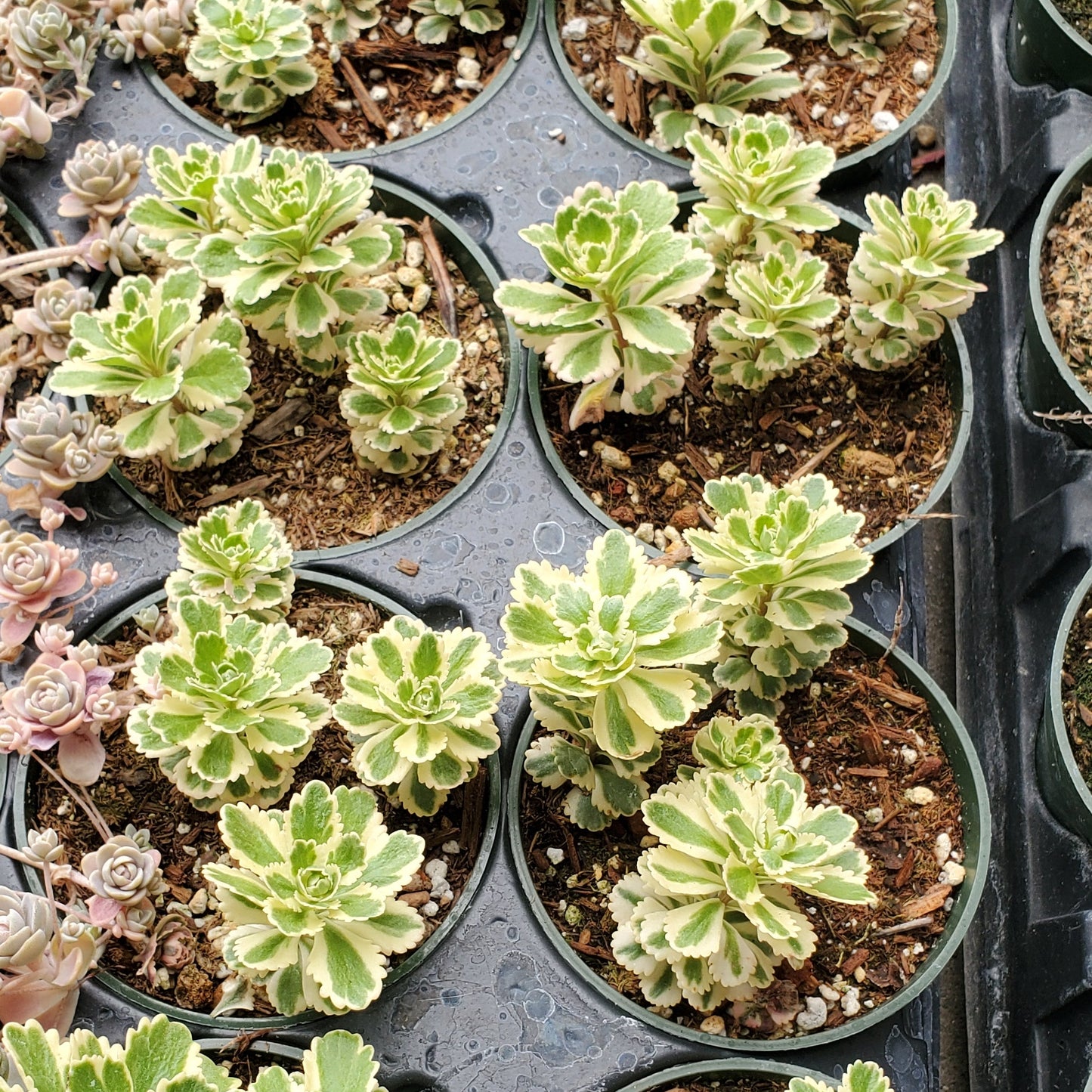 Sedum takesimense 'Atlantis'™