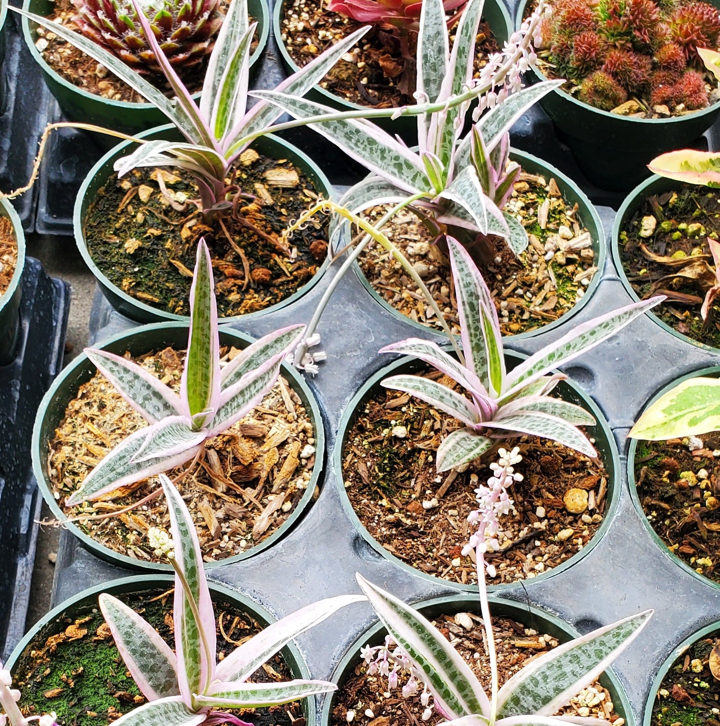 Variegated Ledebouria socialis 'Silver Squill'