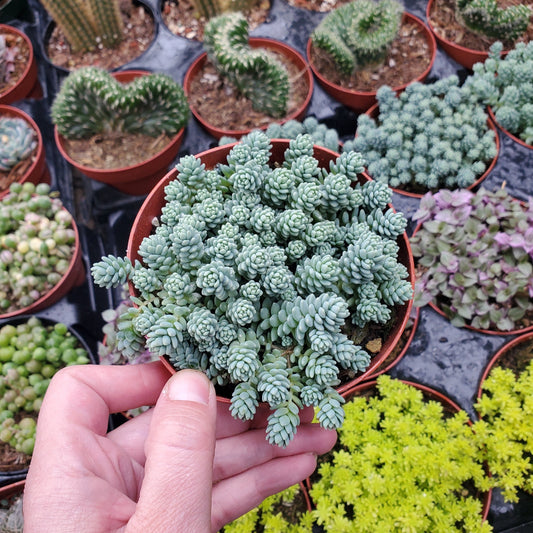 Sedum dasyphyllum 'Himalayan Skies'