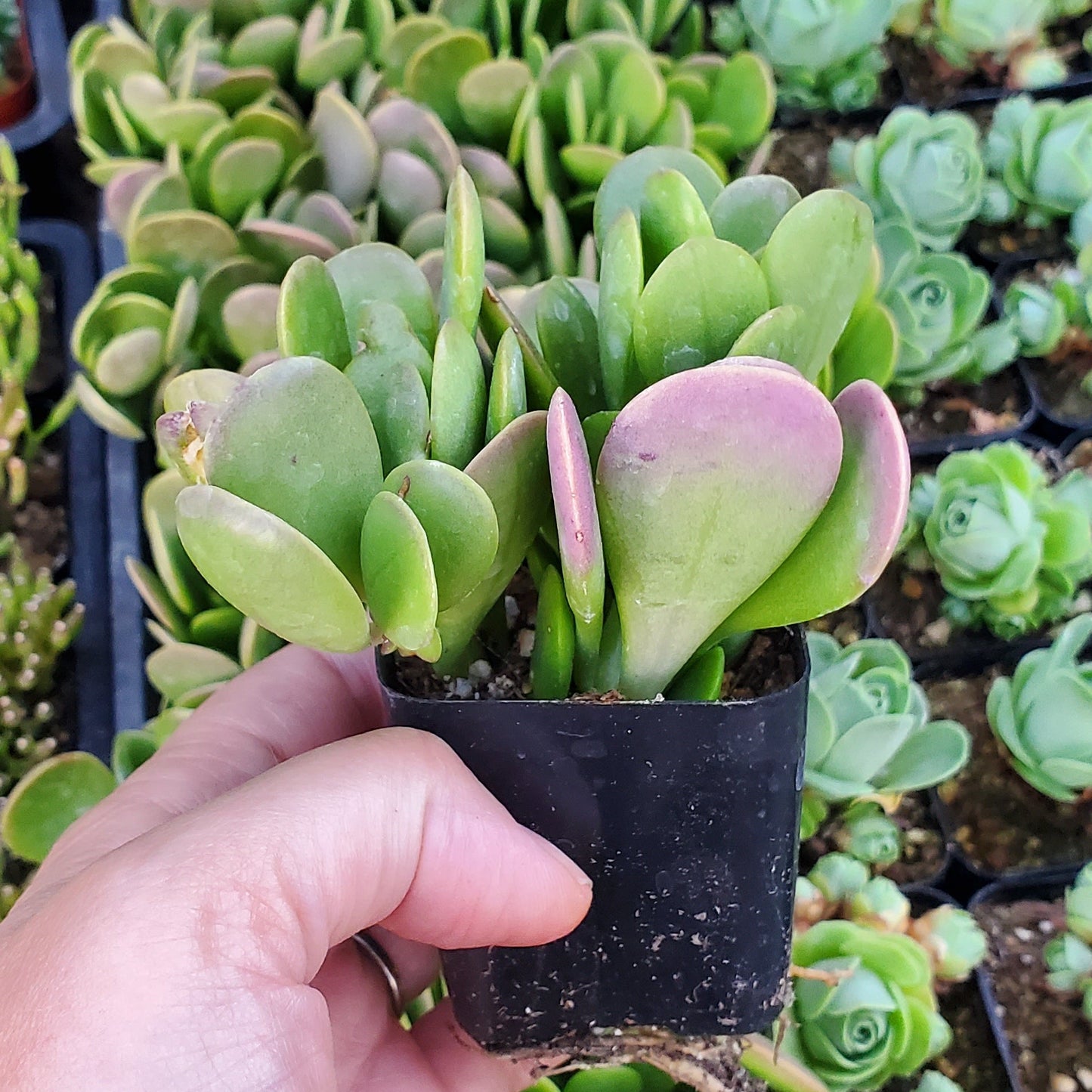 Senecio jacobsenii 'Trailing Jade' or 'Weeping Jade'
