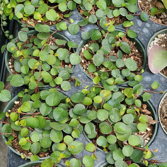 Peperomia 'Ruby Cascade'