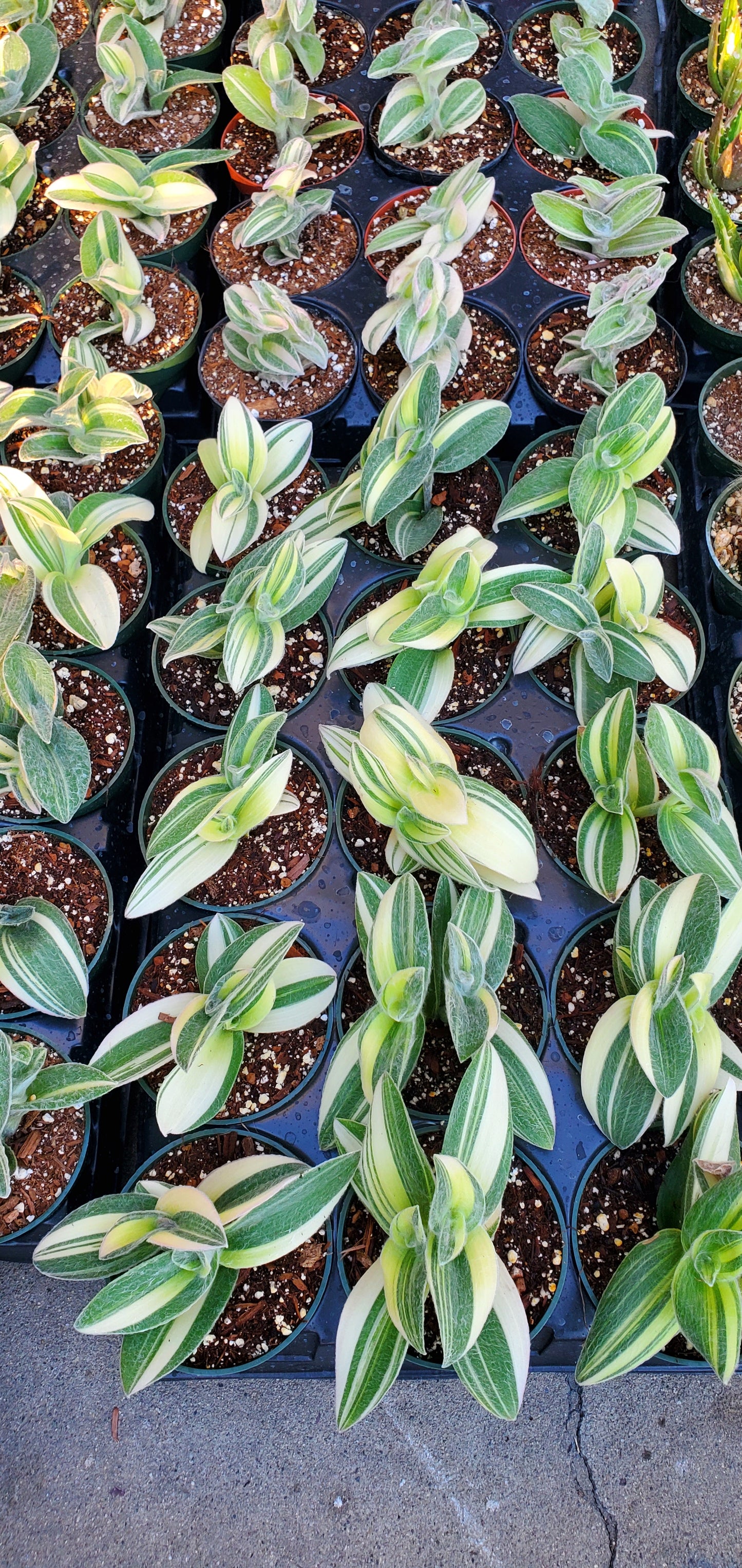 Tradescantia sillamontana variegata