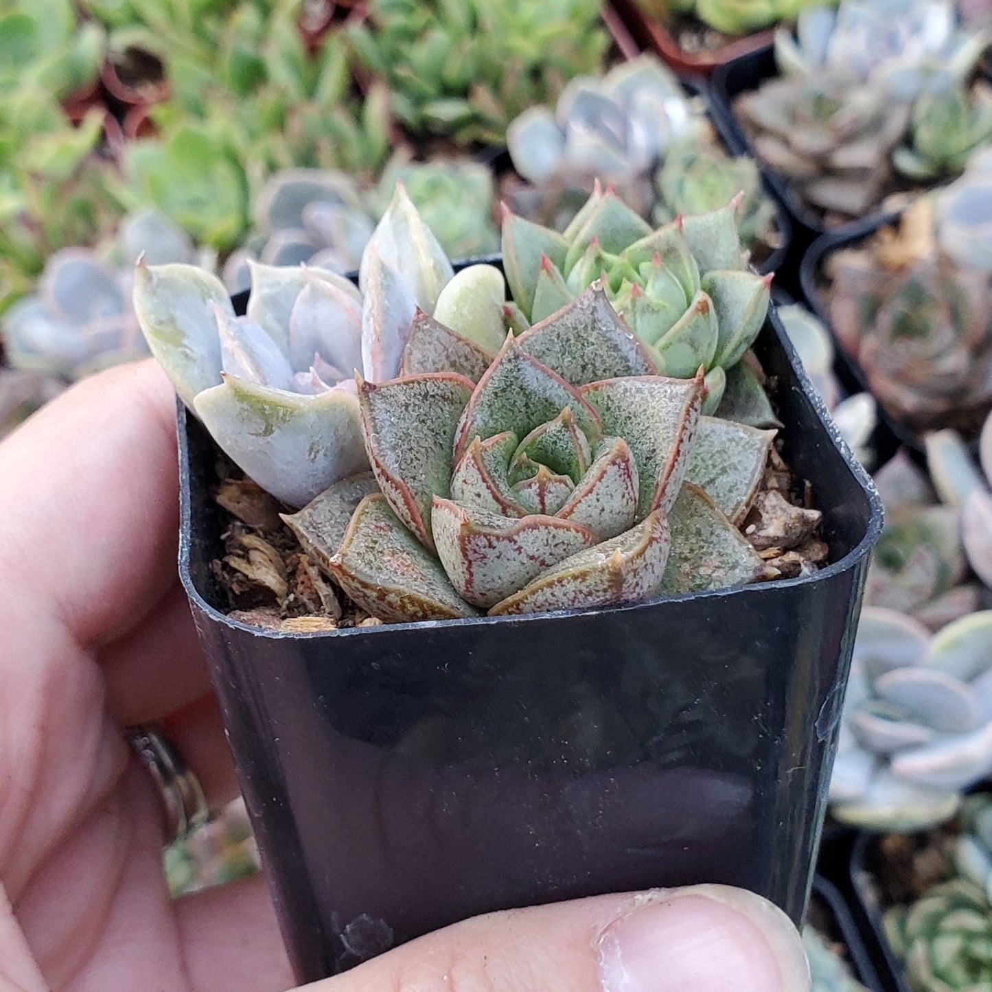 Echeveria Mix (Green, Red & Purple)