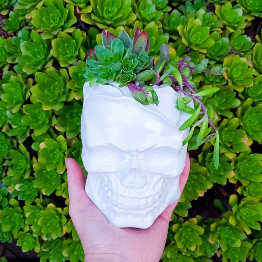 Rose Skull Succulent Arrangement