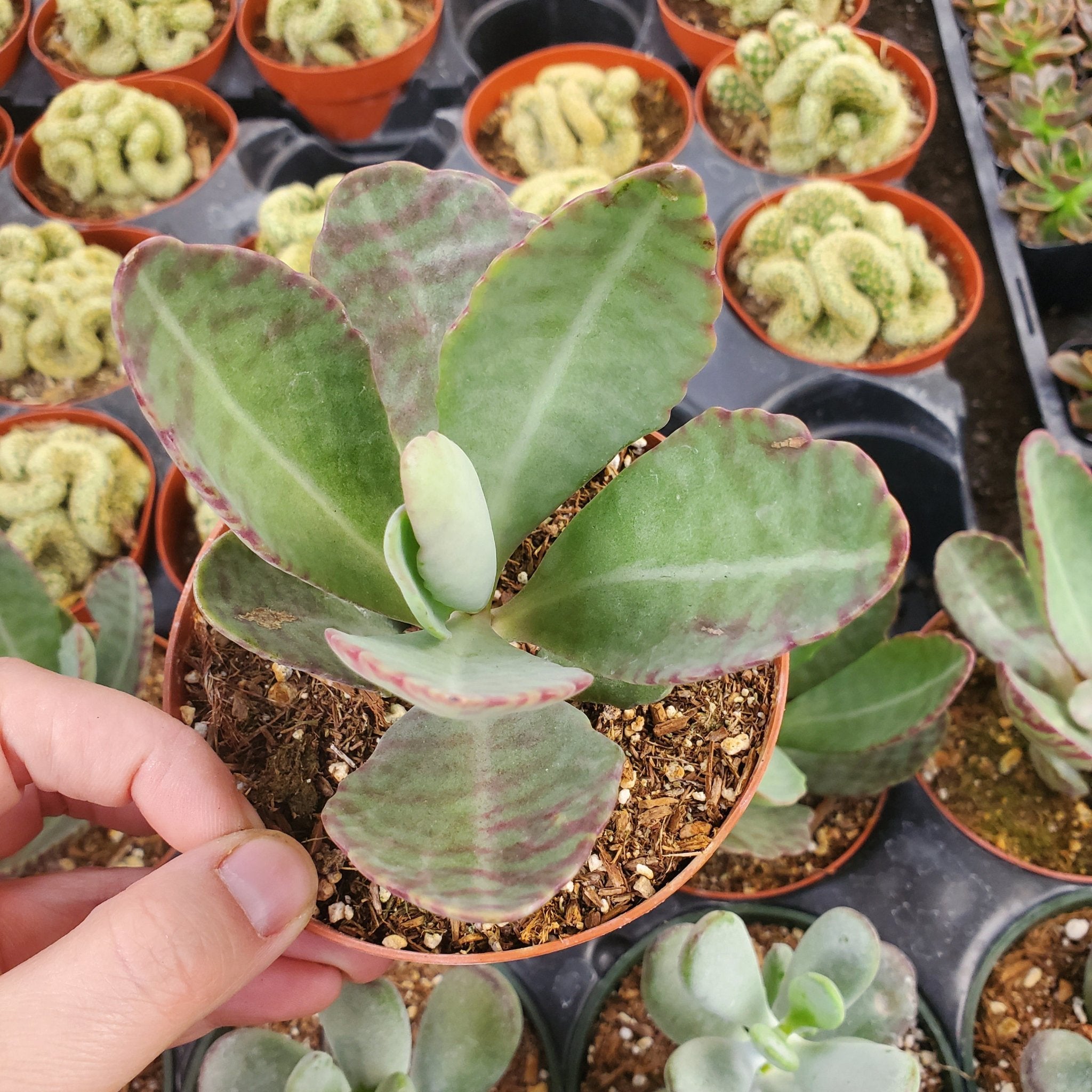 humilis succulent Kalanchoe humilis