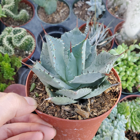 Agave parryi