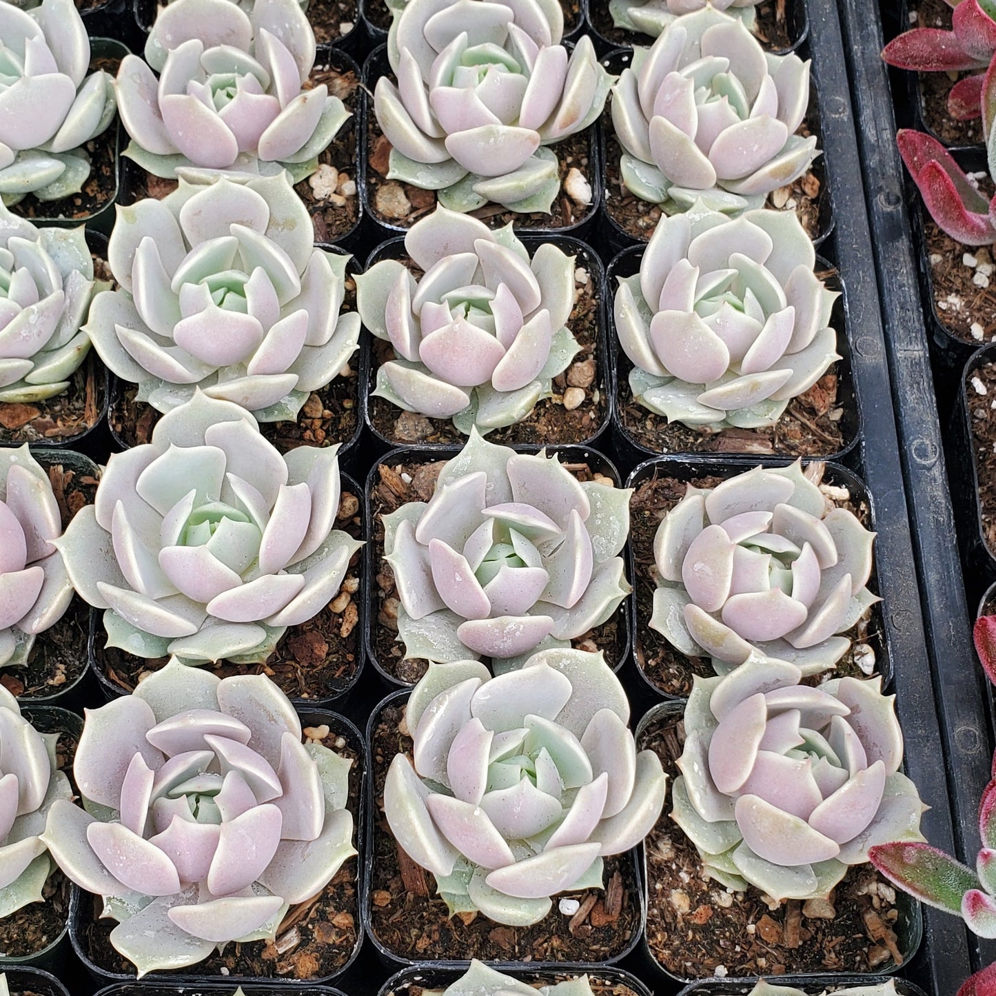 Echeveria 'Lola'