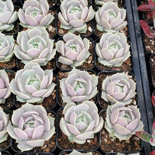 Echeveria 'Lola'