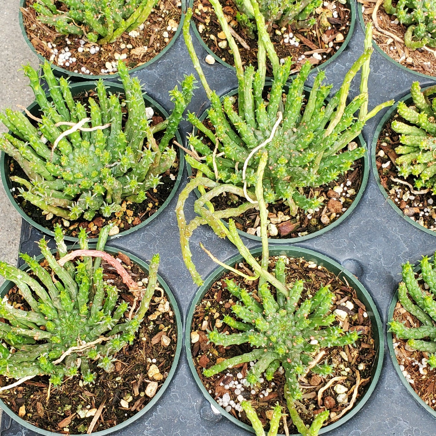 Medusa's Head Cactus