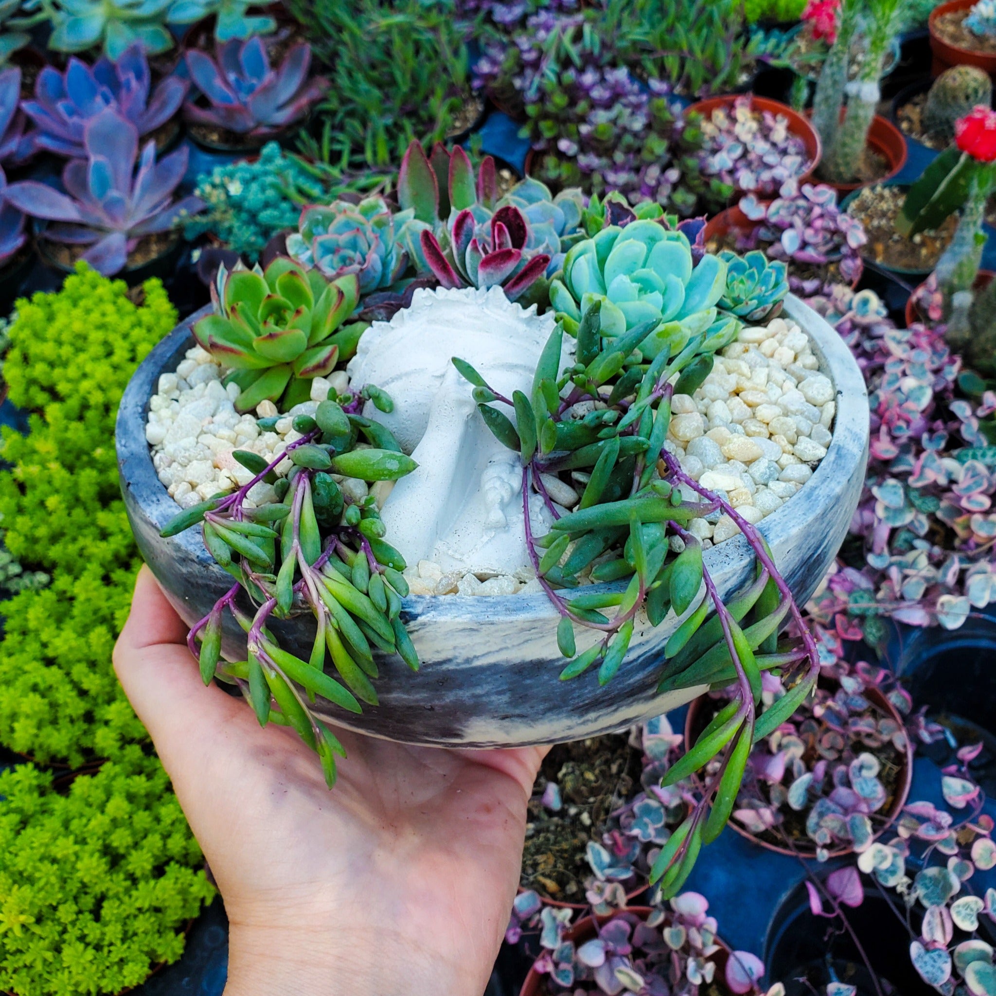 large indoor succulent plants Large Circle Peaceful Girl Succulent Succulent Arrangement
