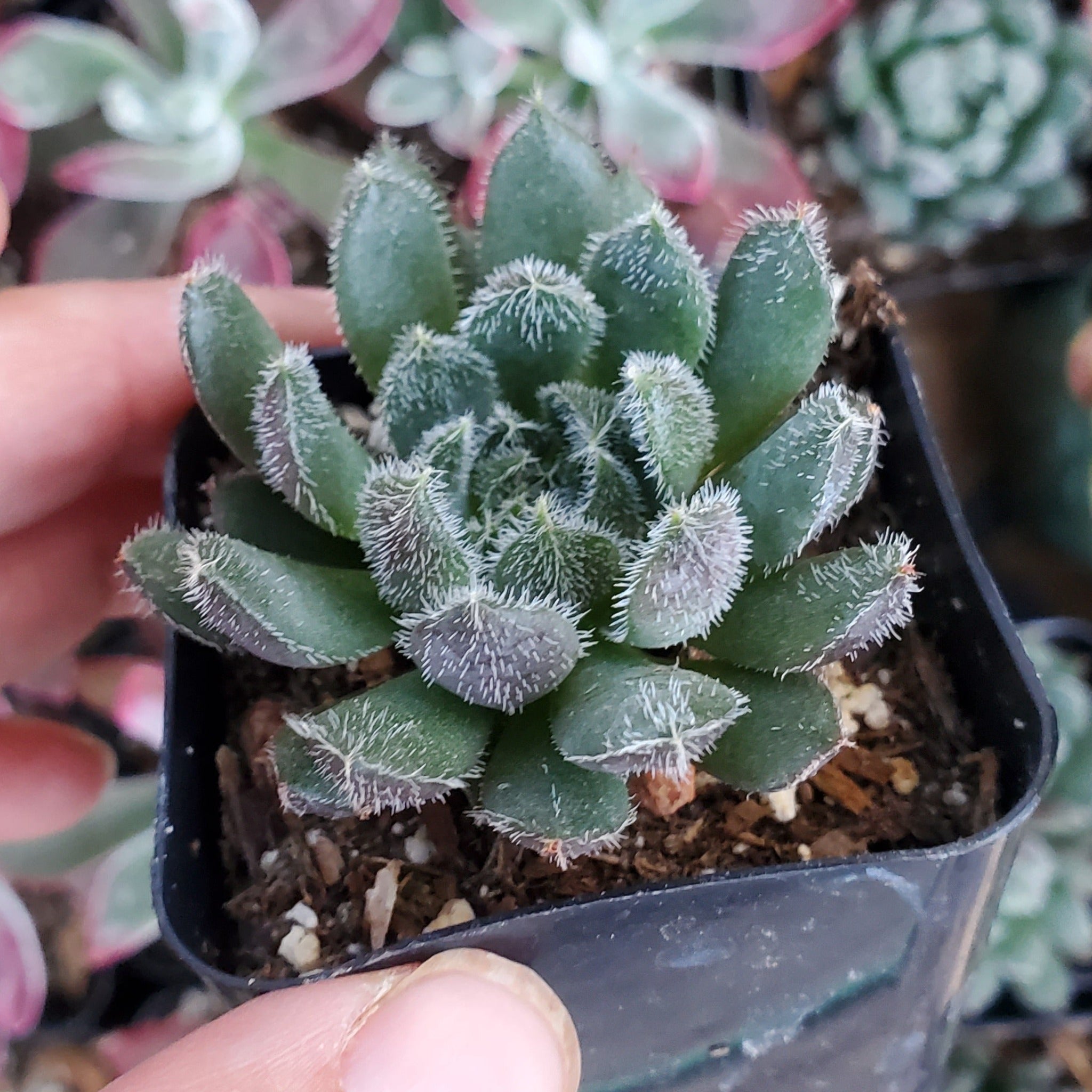 chinese jade plant black Sinocrassula yunnanensis 'Chinese Jade'