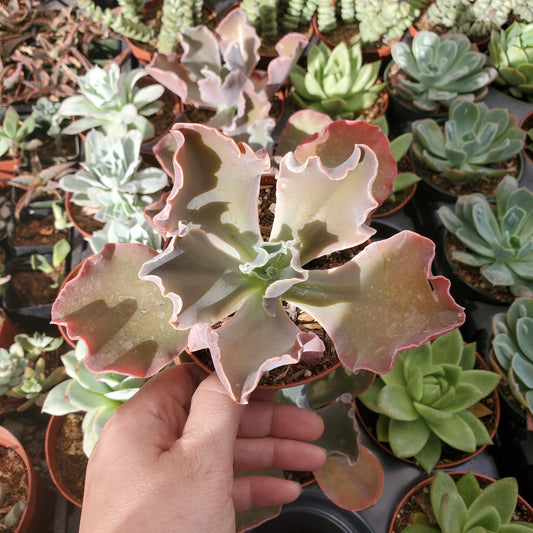 Echeveria Gibbiflora Sp.