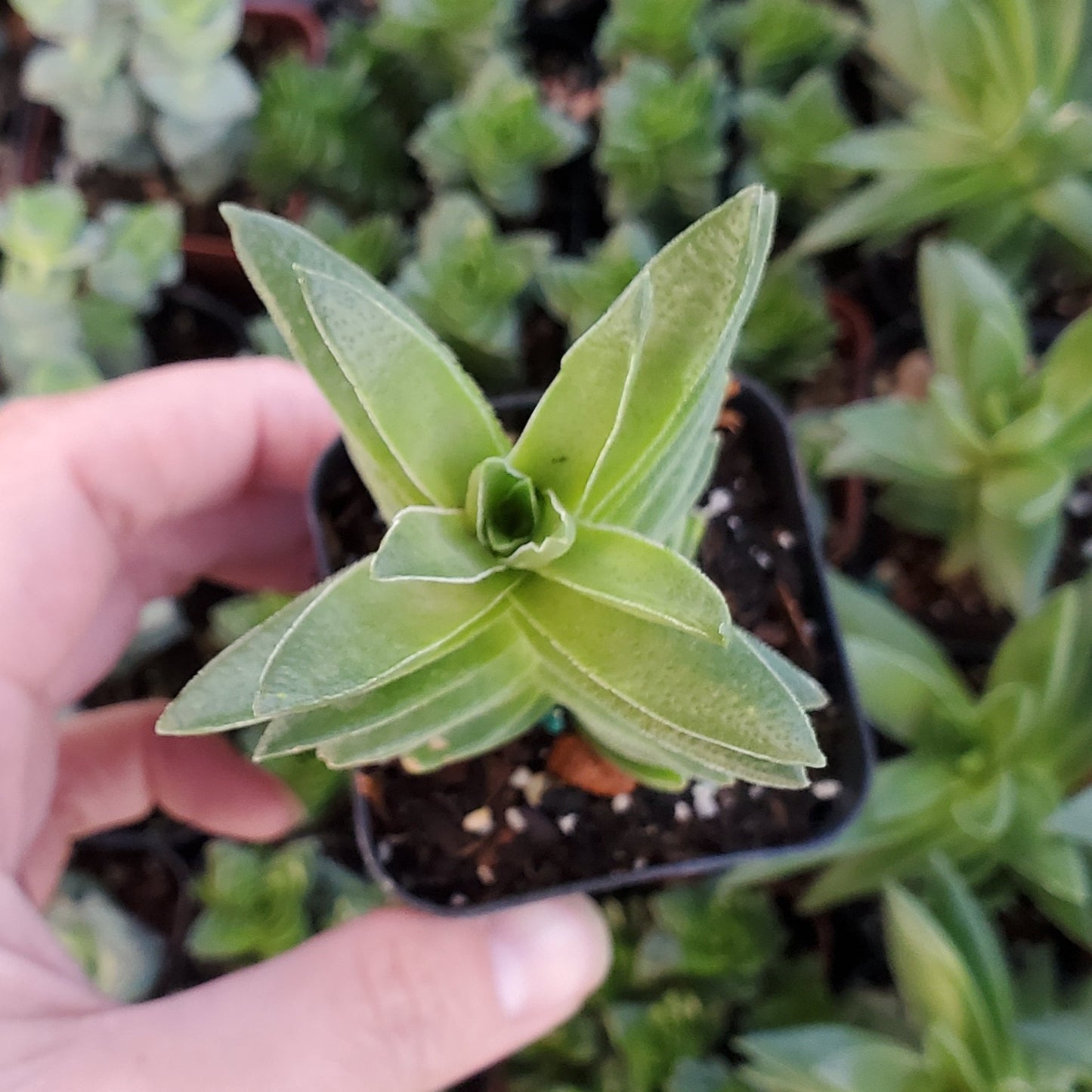 Crassula corymbulosa 'Shark's Tooth'