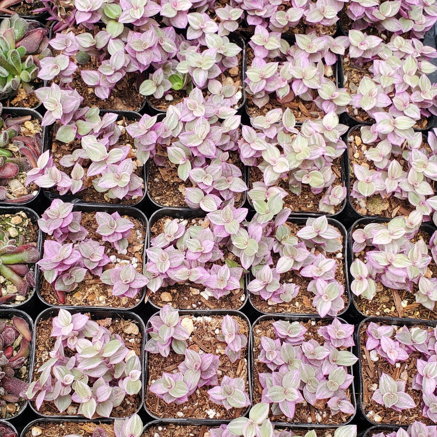 Callisia repens 'Pink Lady'