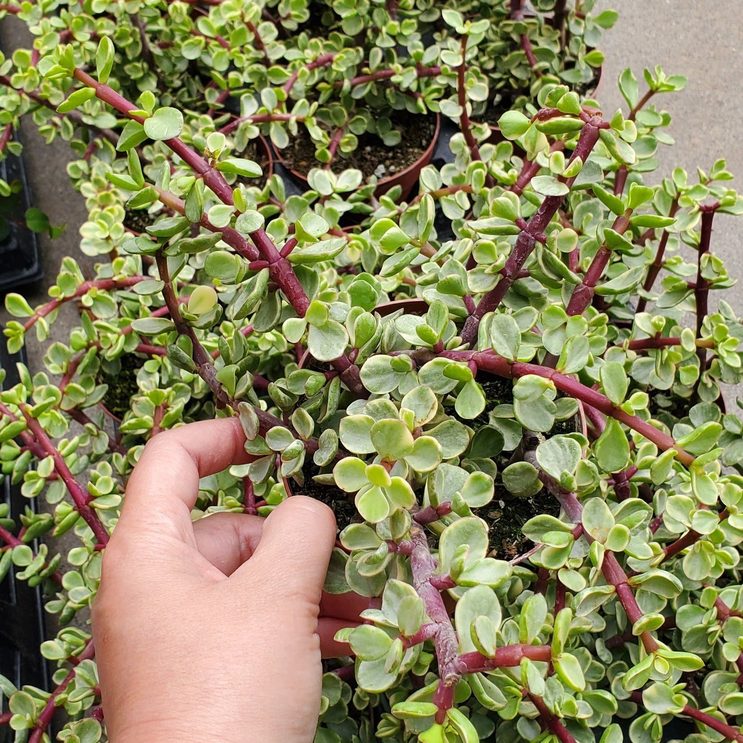 Portulacaria afra f. variegata 'Rainbow Bush'