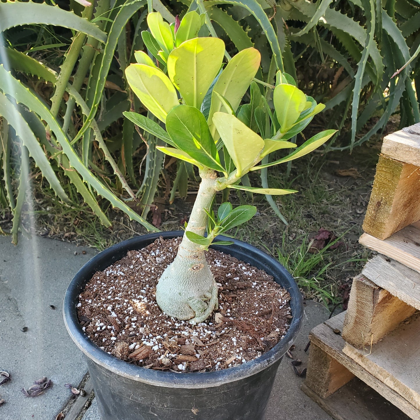 Adenium obesum (Red Flower) 'Desert Rose'