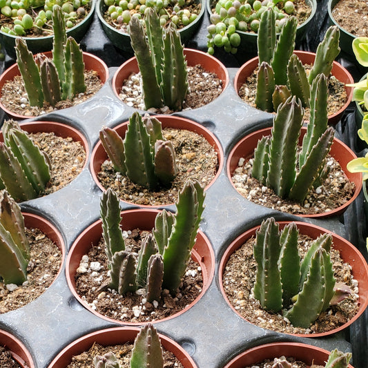 Stapelia