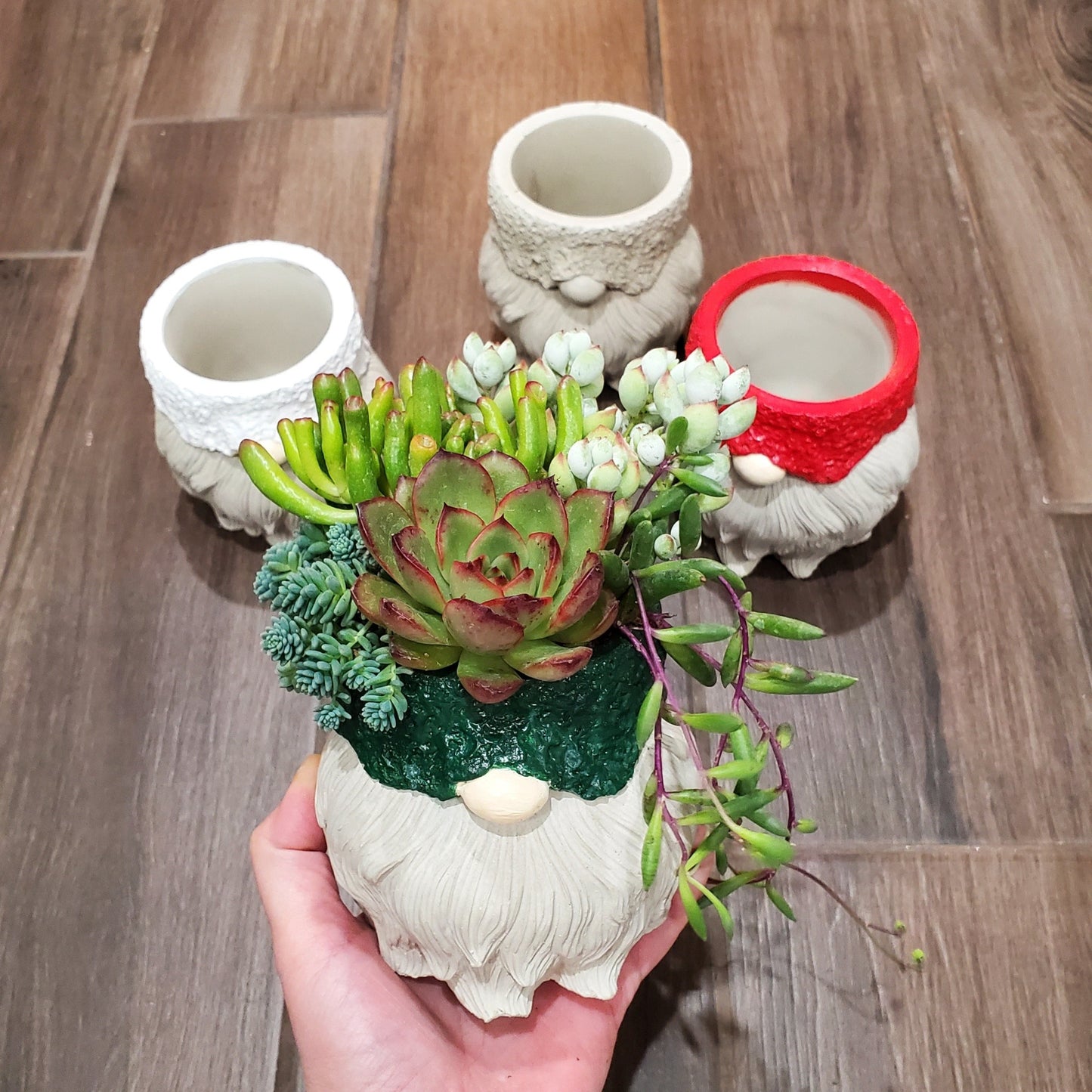 Succulent Gnome Arrangement