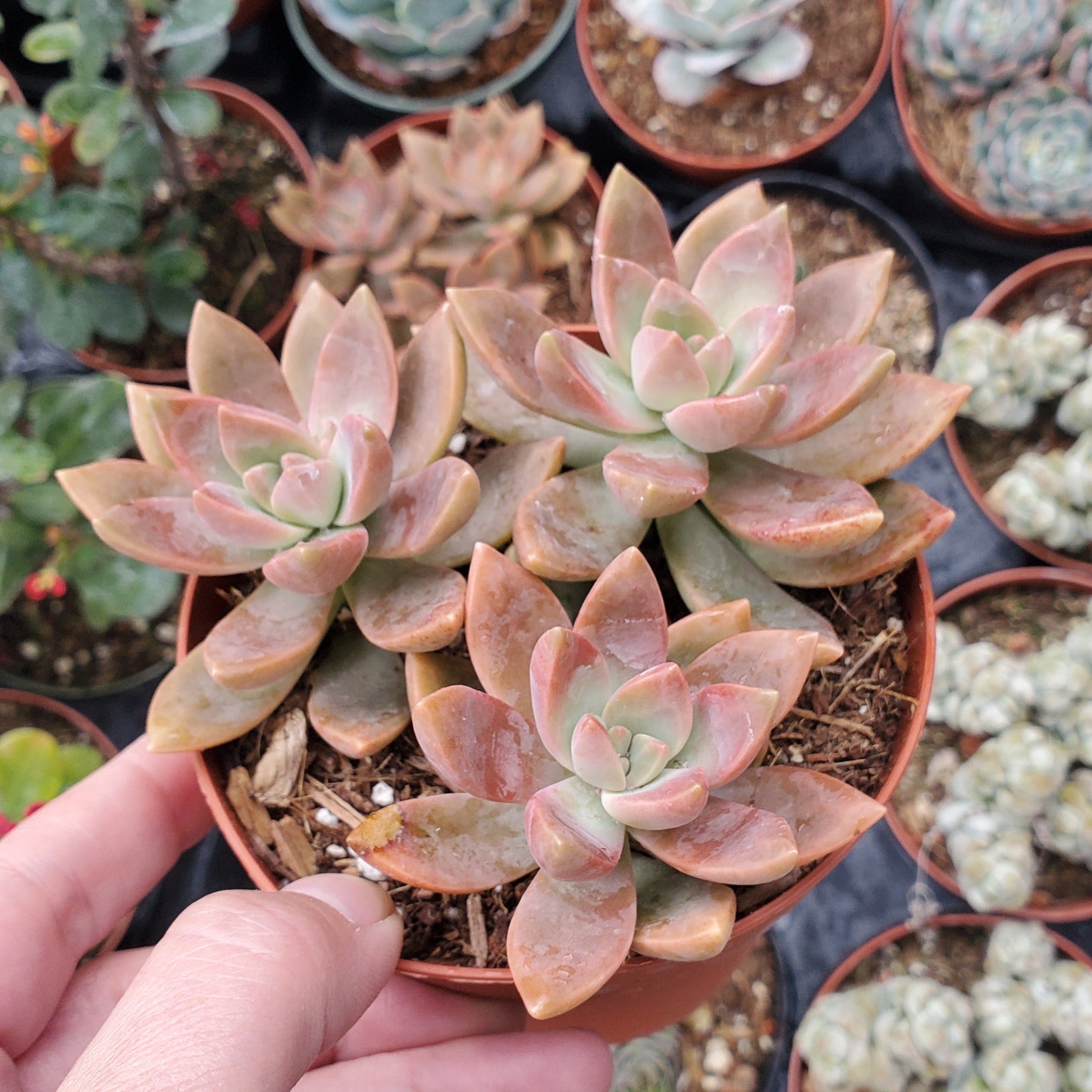 succulent sunset Graptosedum 'California Sunset'