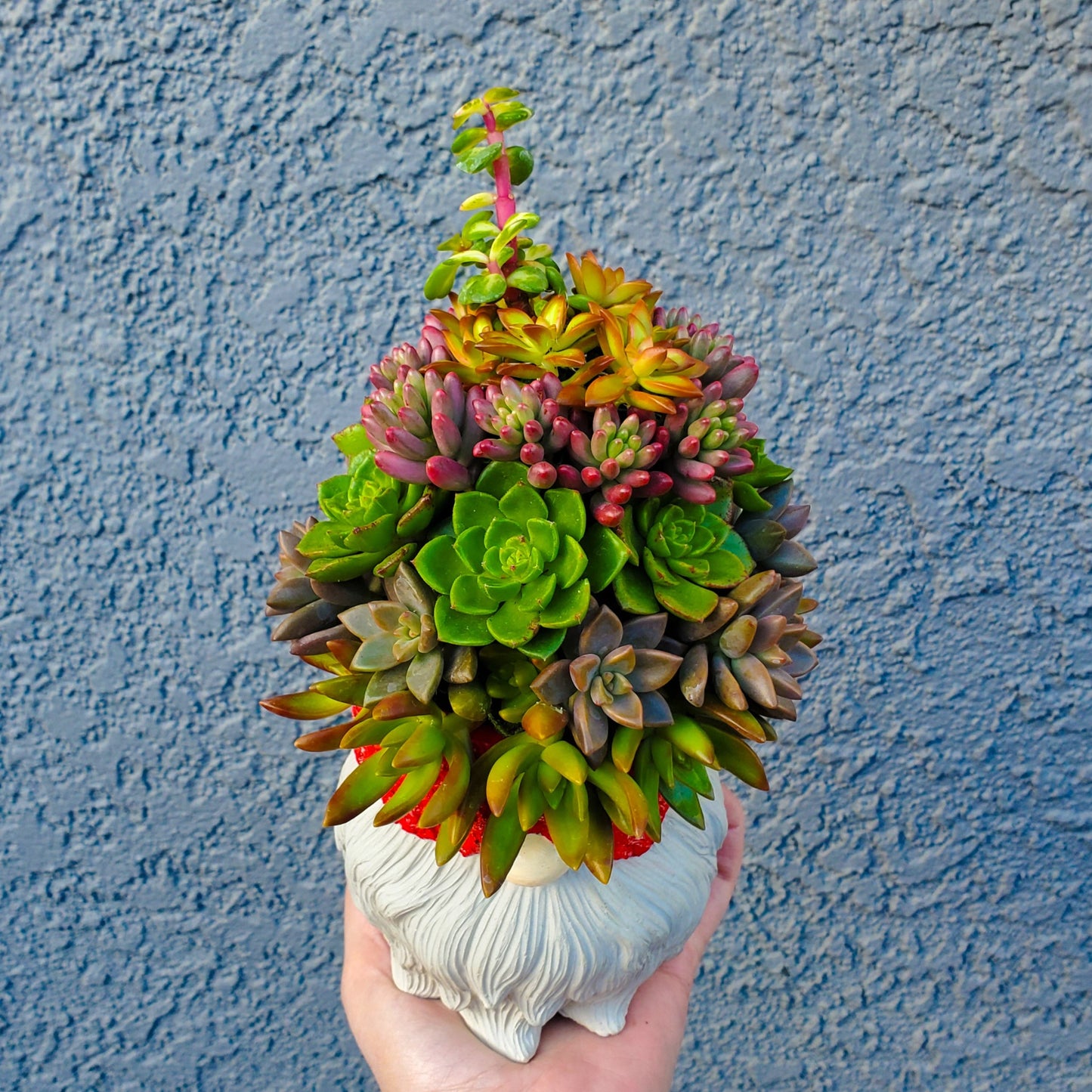 Large Succulent Gnome Arrangement