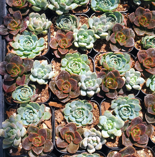 2 inch Echeveria Mix Pot (Melaco, Minima, Lilac Mist)