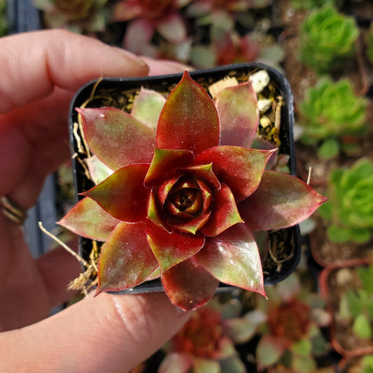 Sempervivum Sp.