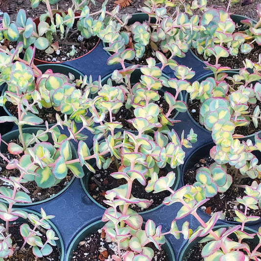 Sedum sieboldii f. variegatum